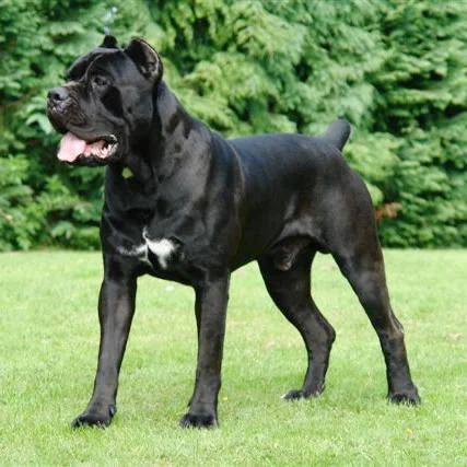Cane Corso alta genealogia