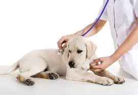 Veterinario cani Agrigento - Soccorsi - Intervento - Cure