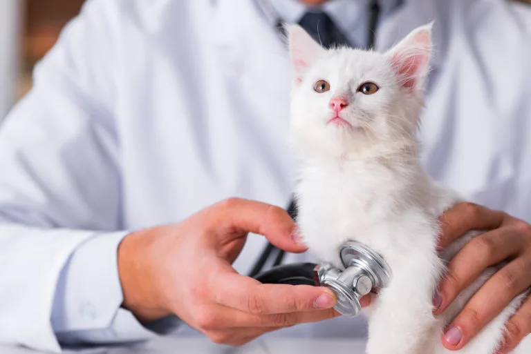 Veterinario gatti Agrigento - Soccorsi - Intervento - Cure