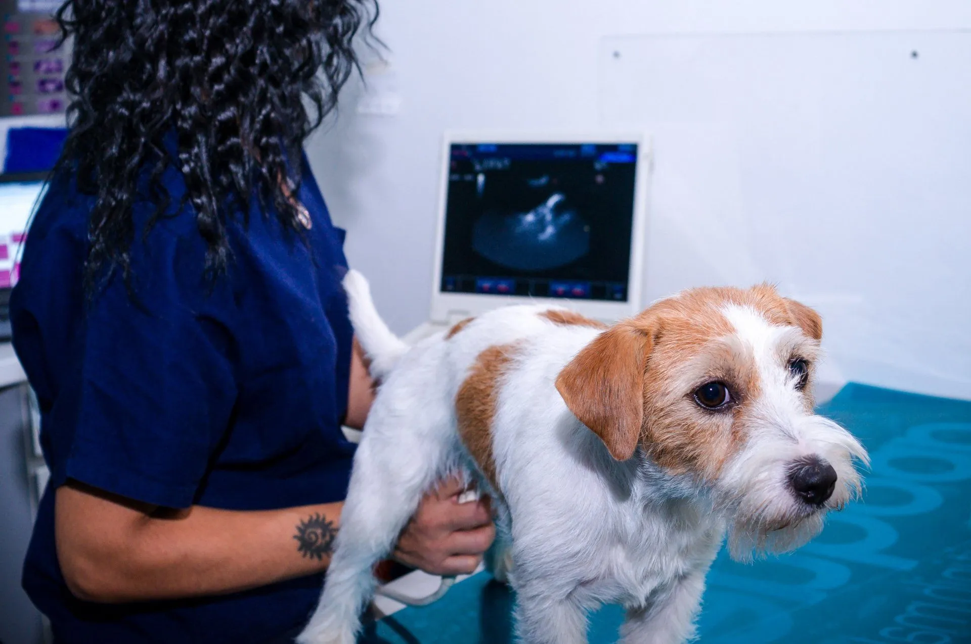 Miglior Veterinario Campobasso