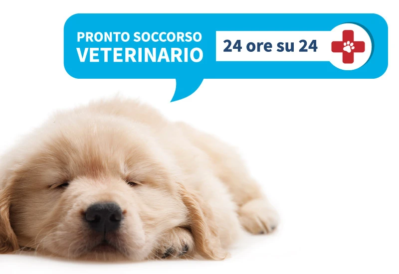 Veterinario h24 Parma - Soccorsi - Intervento - Cure